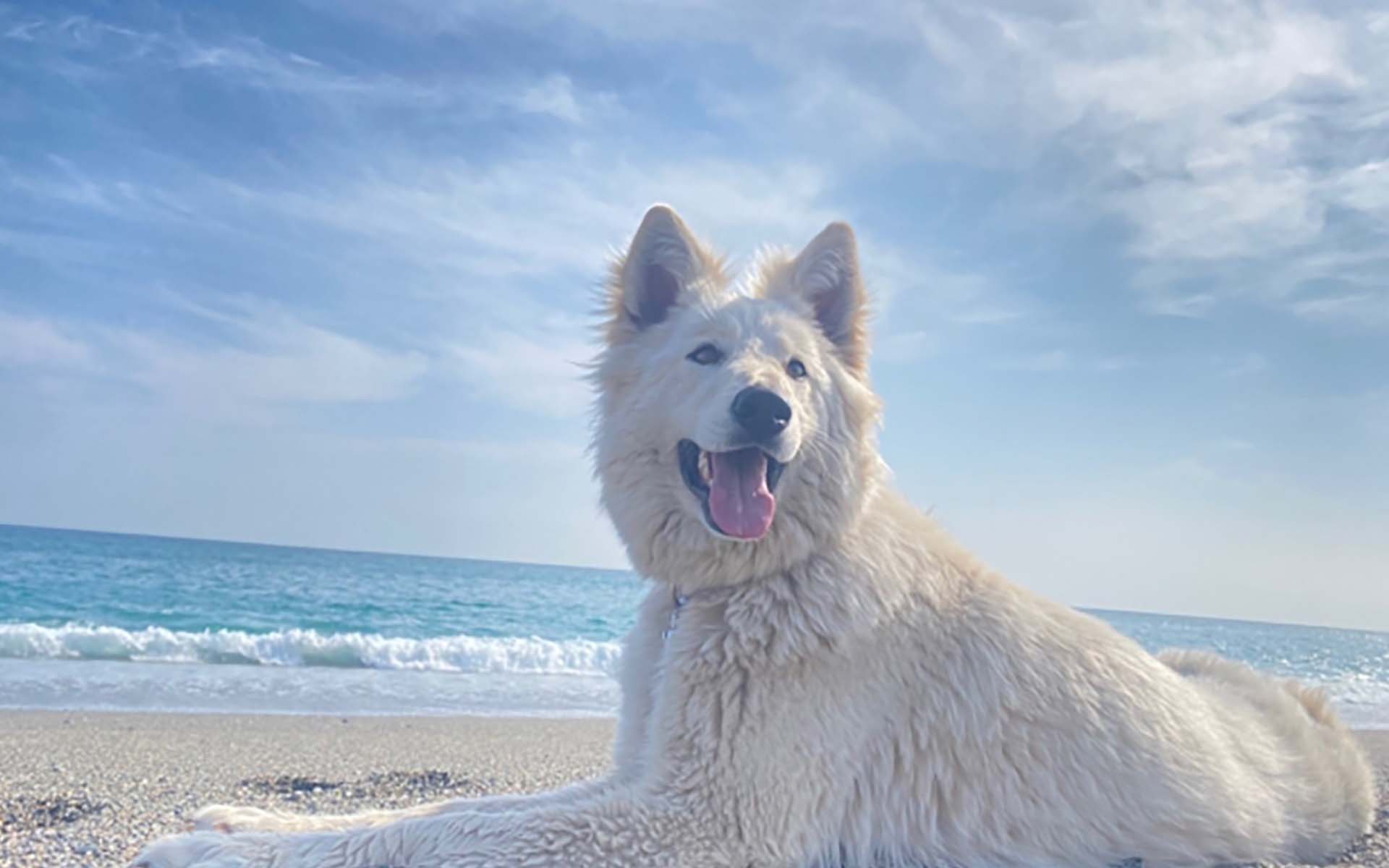 【大型犬の寿命は？】平均寿命と長生きするために気を付けることを紹介