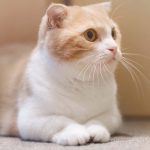 獣医師監修マンチカンは病気しやすい？病気の種類と飼う際のポイント