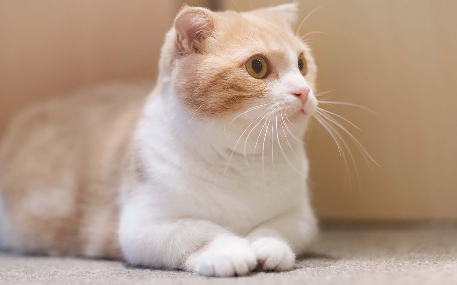 獣医師監修マンチカンは病気しやすい？病気の種類と飼う際のポイント