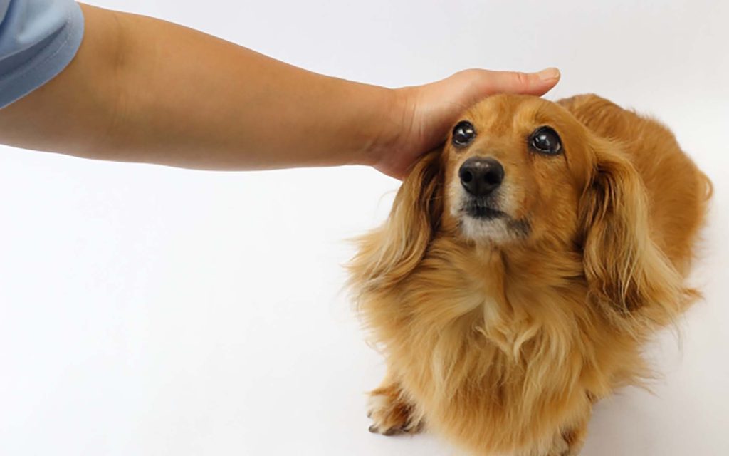 犬の触っていいところはどこ?撫で方や撫でるタイミングを徹底解説 - COCOペットジャーナル