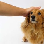 犬の触っていいところはどこ？撫で方や撫でるタイミングを徹底解説