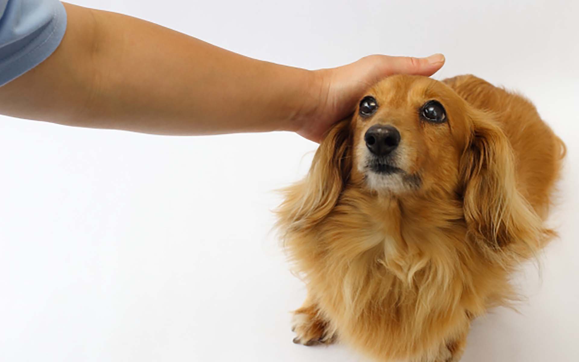 犬の触っていいところはどこ？撫で方や撫でるタイミングを徹底解説