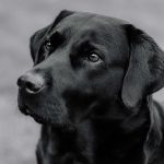 犬の乾燥肌の特徴は？似ている疾患や対策も紹介