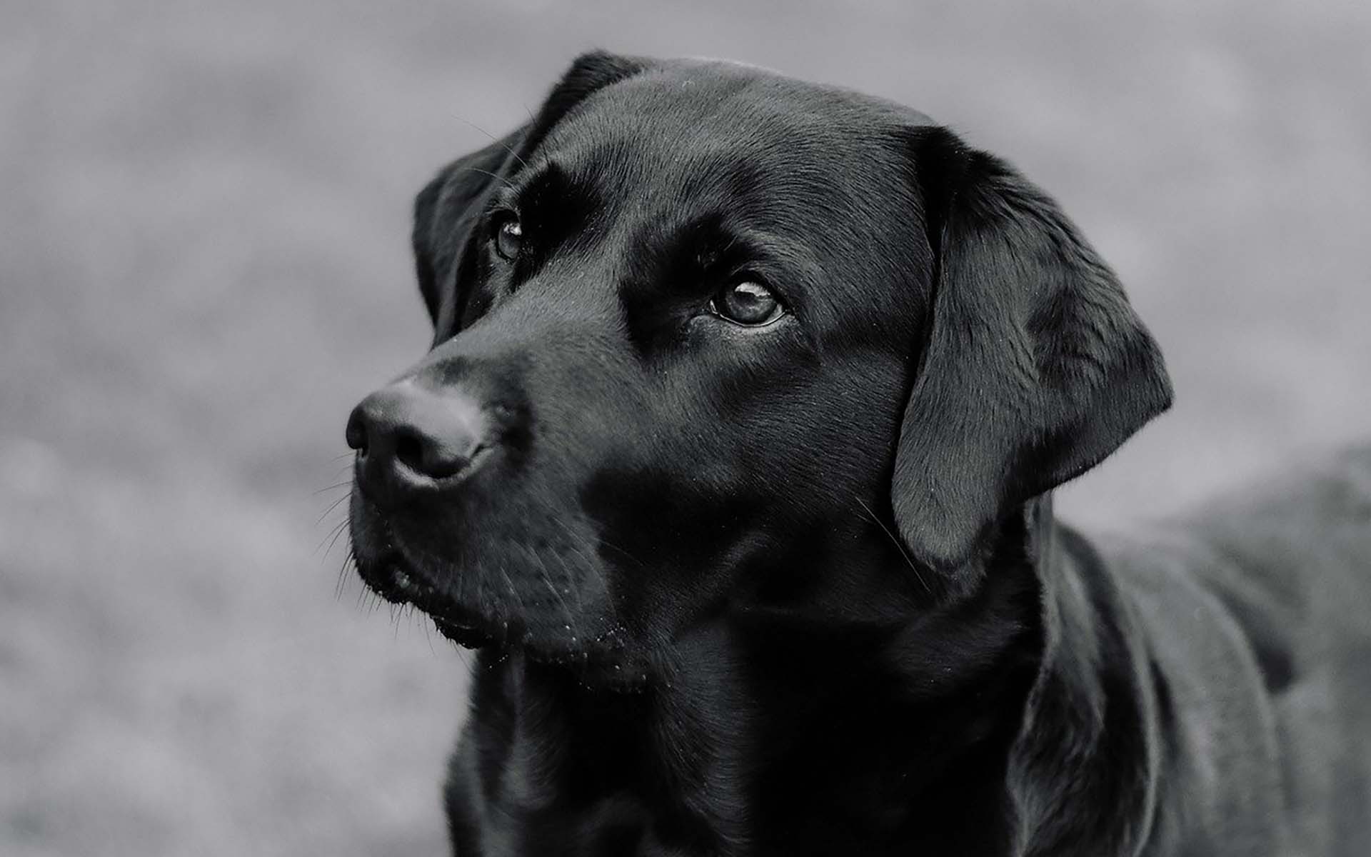 犬の乾燥肌の特徴は？似ている疾患や対策も紹介