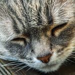 かわいい老猫との暮らしは幸せ！シニア期に必要な環境や老猫のかわいい仕草とは