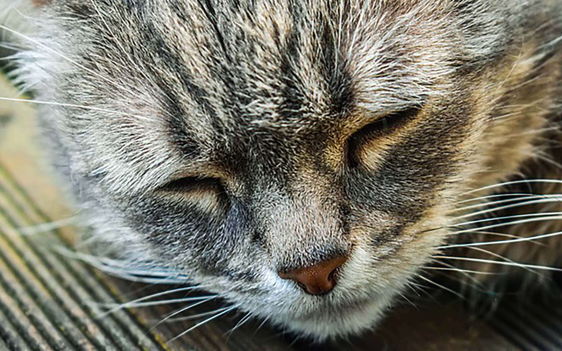 かわいい老猫との暮らしは幸せ！シニア期に必要な環境や老猫のかわいい仕草とは