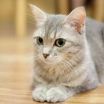 猫もニキビができる？猫のニキビの原因と対策について徹底解説