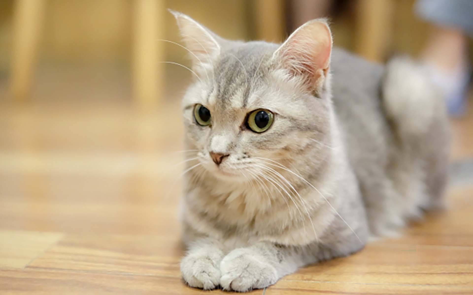 猫もニキビができる？猫のニキビの原因と対策について徹底解説