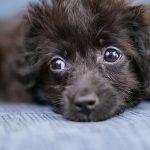 老犬の気持ちを知りたい！体や感情の変化で変わる老犬の気分を解説
