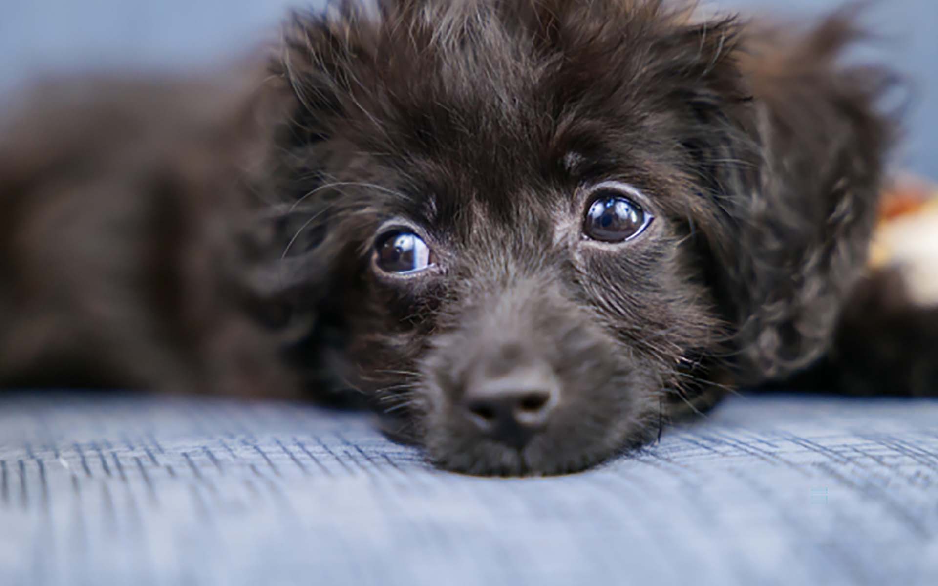 老犬の気持ちを知りたい！体や感情の変化で変わる老犬の気分を解説