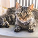 老猫がストレス感じる瞬間とは？原因と解消法をご紹介
