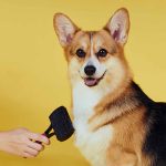 犬のブラッシングは大事？4つの効果やブラシをかけるコツを紹介
