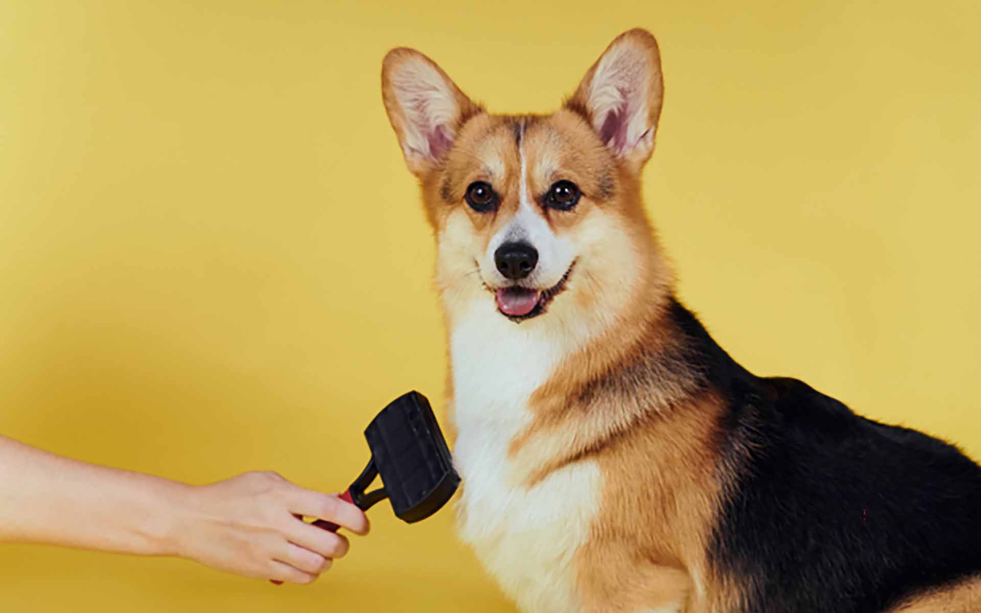 犬のブラッシングは大事？4つの効果やブラシをかけるコツを紹介