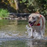 愛犬との川遊びを安全に楽しむには？川遊びにおすすめのスポットも紹介