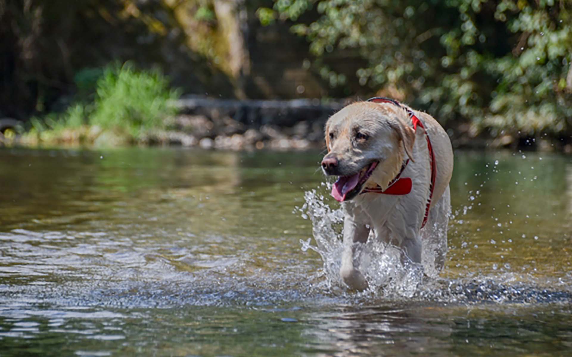 愛犬との川遊びを安全に楽しむには？川遊びにおすすめのスポットも紹介
