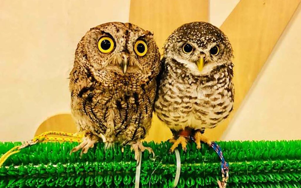 小型フクロウの種類