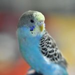 インコは初心者でも飼いやすい？インコの特徴や飼い方とは