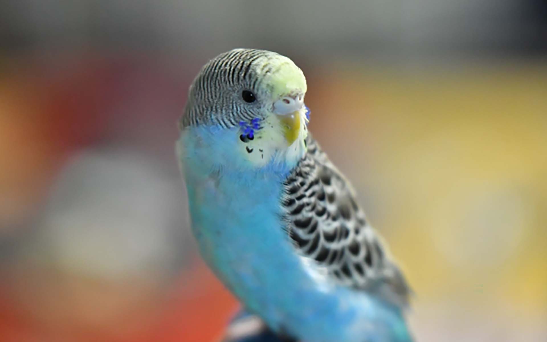 インコは初心者でも飼いやすい？インコの特徴や飼い方とは
