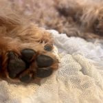 犬の肉球はケアした方が良い？肉球の役割やトラブルなど徹底解説