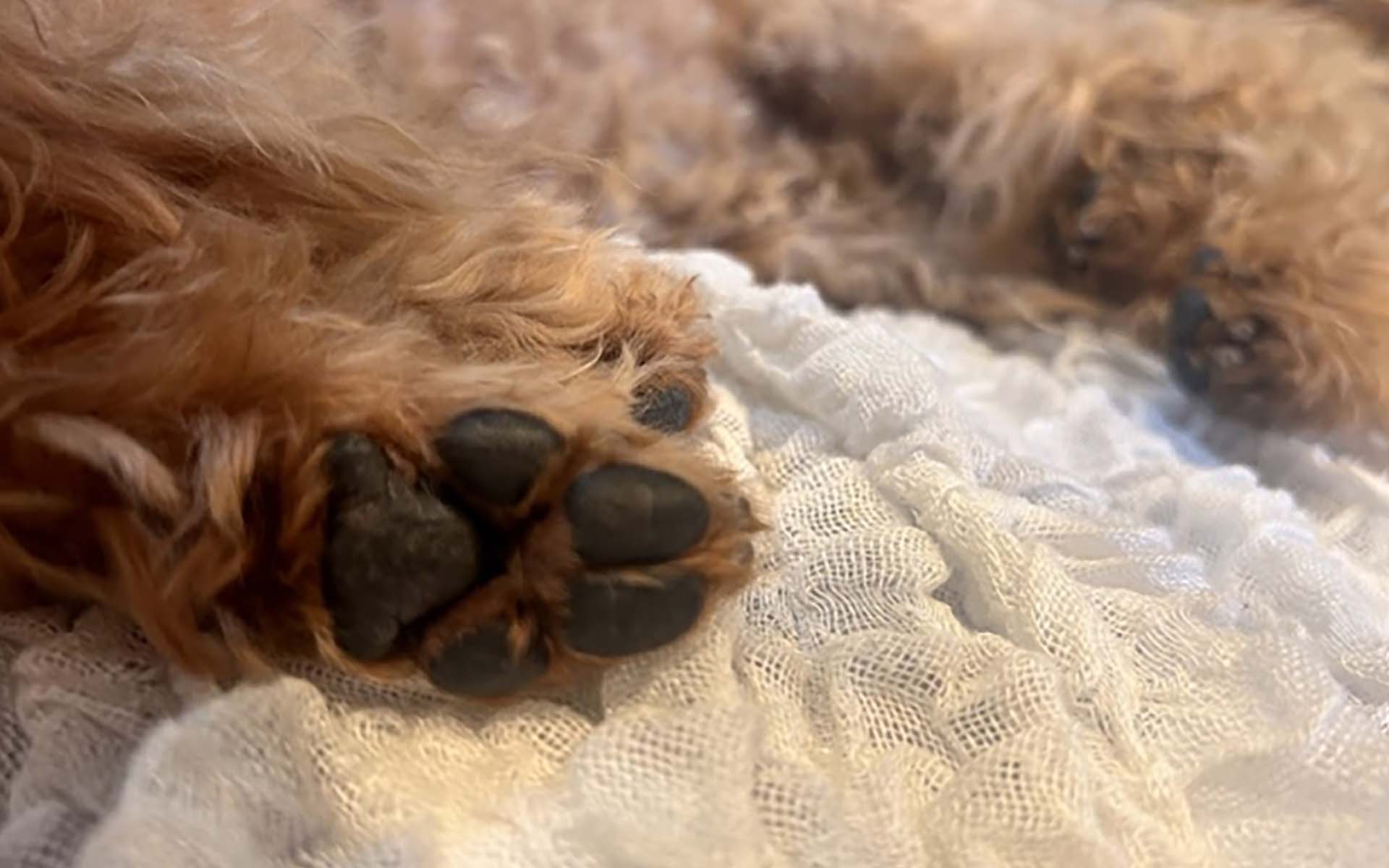 犬の肉球はケアした方が良い？肉球の役割やトラブルなど徹底解説