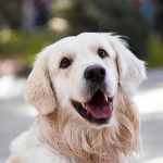 シニア犬に牛乳をあげてもいい？おすすめのシニア犬用の牛乳もご紹介