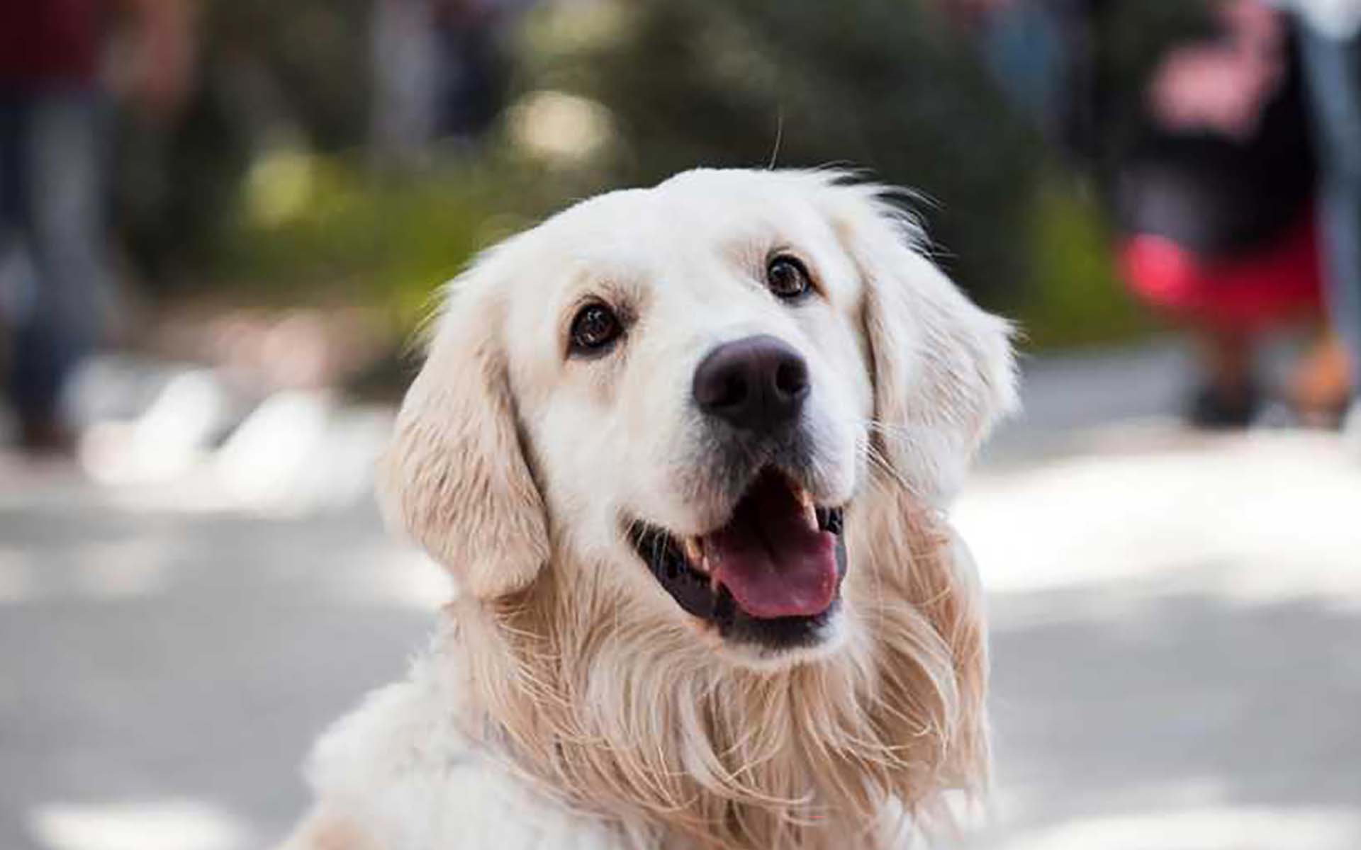 シニア犬に牛乳をあげてもいい？おすすめのシニア犬用の牛乳もご紹介
