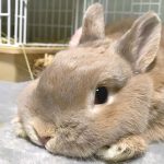うさぎの人気の種類は？種類ごとの性格や特徴を紹介