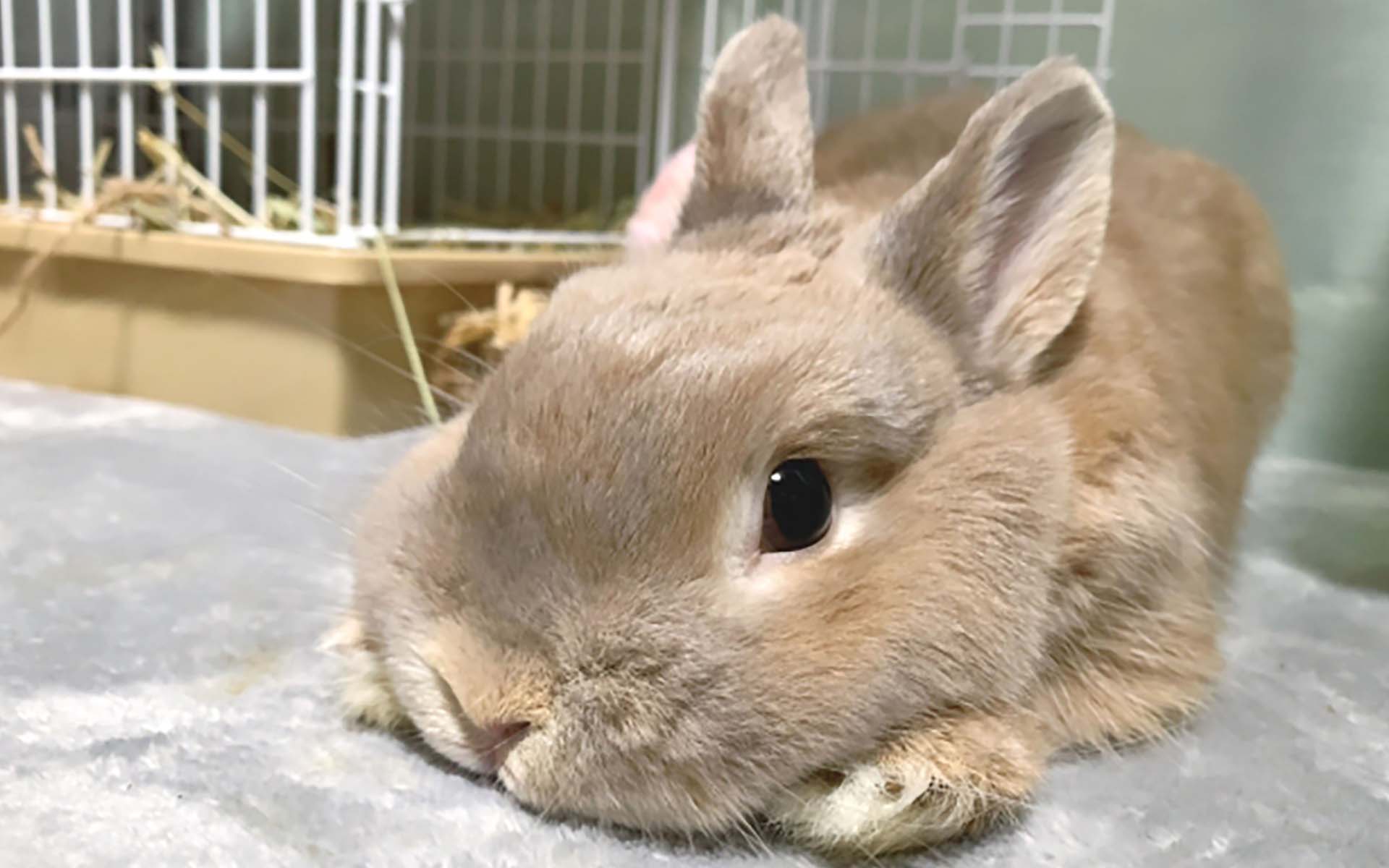 うさぎの人気の種類は？種類ごとの性格や特徴を紹介