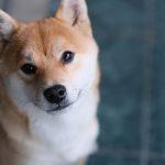 【獣医師監修】柴犬かかりやすい病気と予防方法｜保険を選ぶ際のポイント