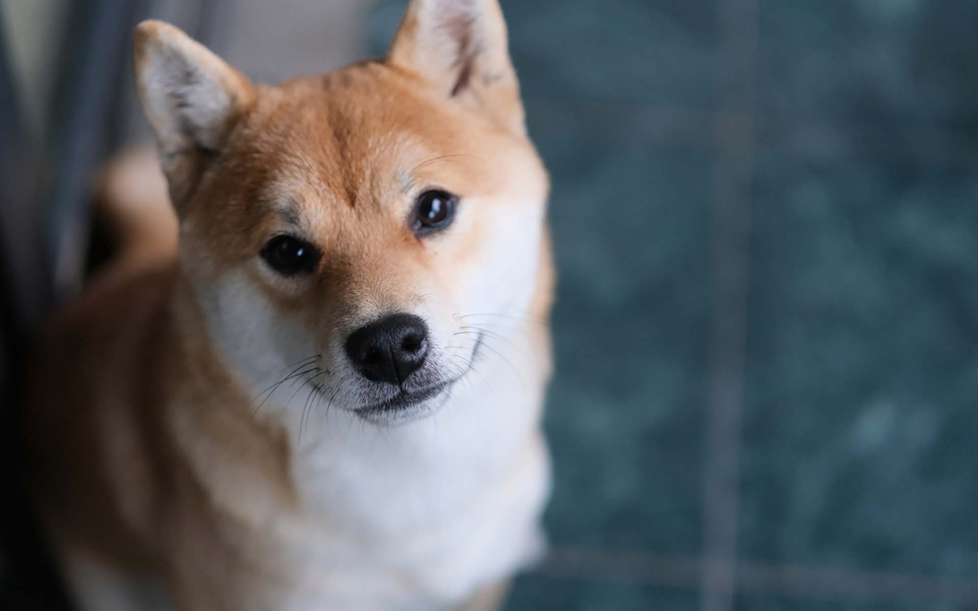 【獣医師監修】柴犬かかりやすい病気と予防方法｜保険を選ぶ際のポイント