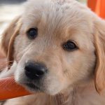 愛犬のストレスを見逃してない？ストレスサインや原因、解消方法について
