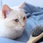 猫をブラッシングする効果とは？種類別の方法について解説