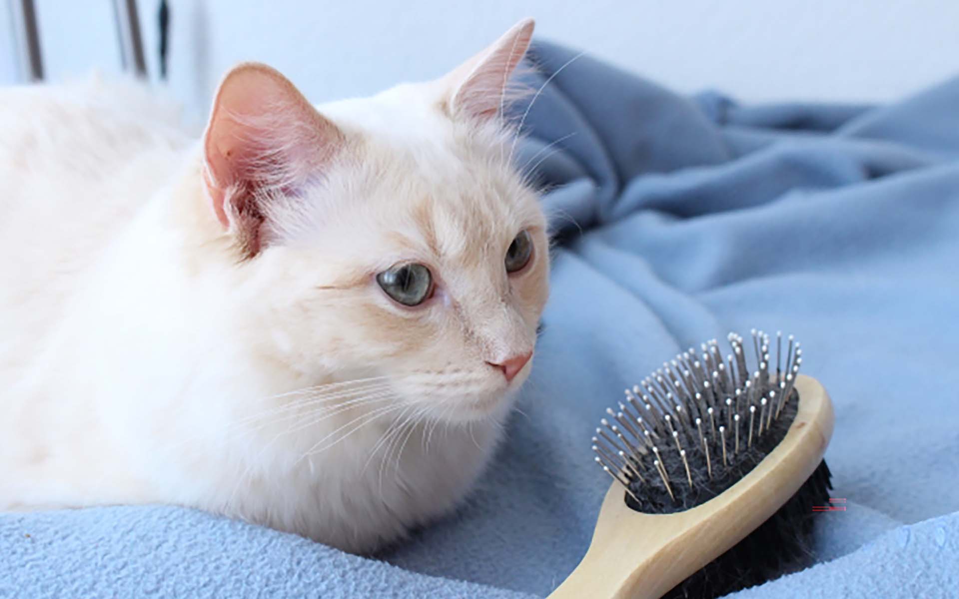 猫をブラッシングする効果とは？種類別の方法について解説