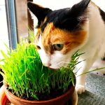 飼いやすい猫を見極めるポイントとおすすめの品種を7選ご紹介