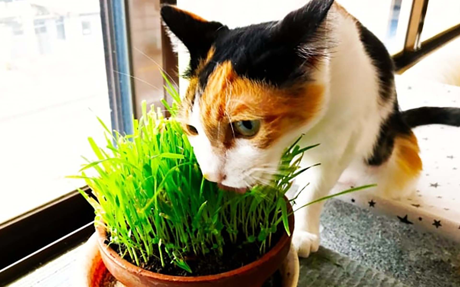 飼いやすい猫を見極めるポイントとおすすめの品種を7選ご紹介