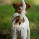 犬のしっぽにはどんな意味がある？しっぽの動きで分かる犬の感情や犬種ごとの特徴とは