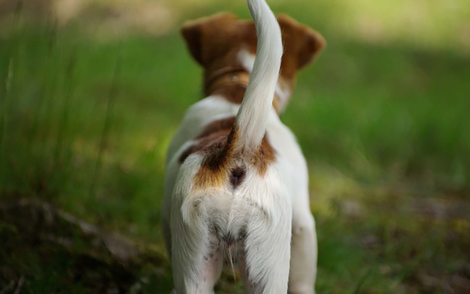 犬のしっぽにはどんな意味がある？しっぽの動きで分かる犬の感情や犬種ごとの特徴とは