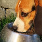 犬の早食いによるデメリットは？原因や対策を紹介