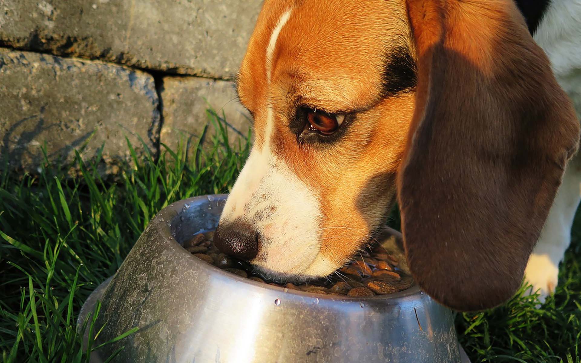 犬の早食いによるデメリットは？原因や対策を紹介