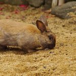うさぎの震えは異変のサイン！震えの理由や原因となる病気、治療方法について
