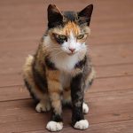 猫の震えは病気？原因や可能性の高い病気と治療方法について