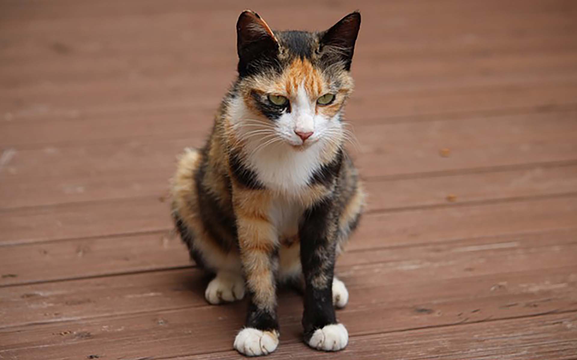 猫の震えは病気？原因や可能性の高い病気と治療方法について