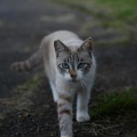 猫の個性と遺伝子との関係性とは？「遺伝」を学んでより良い猫との生活を