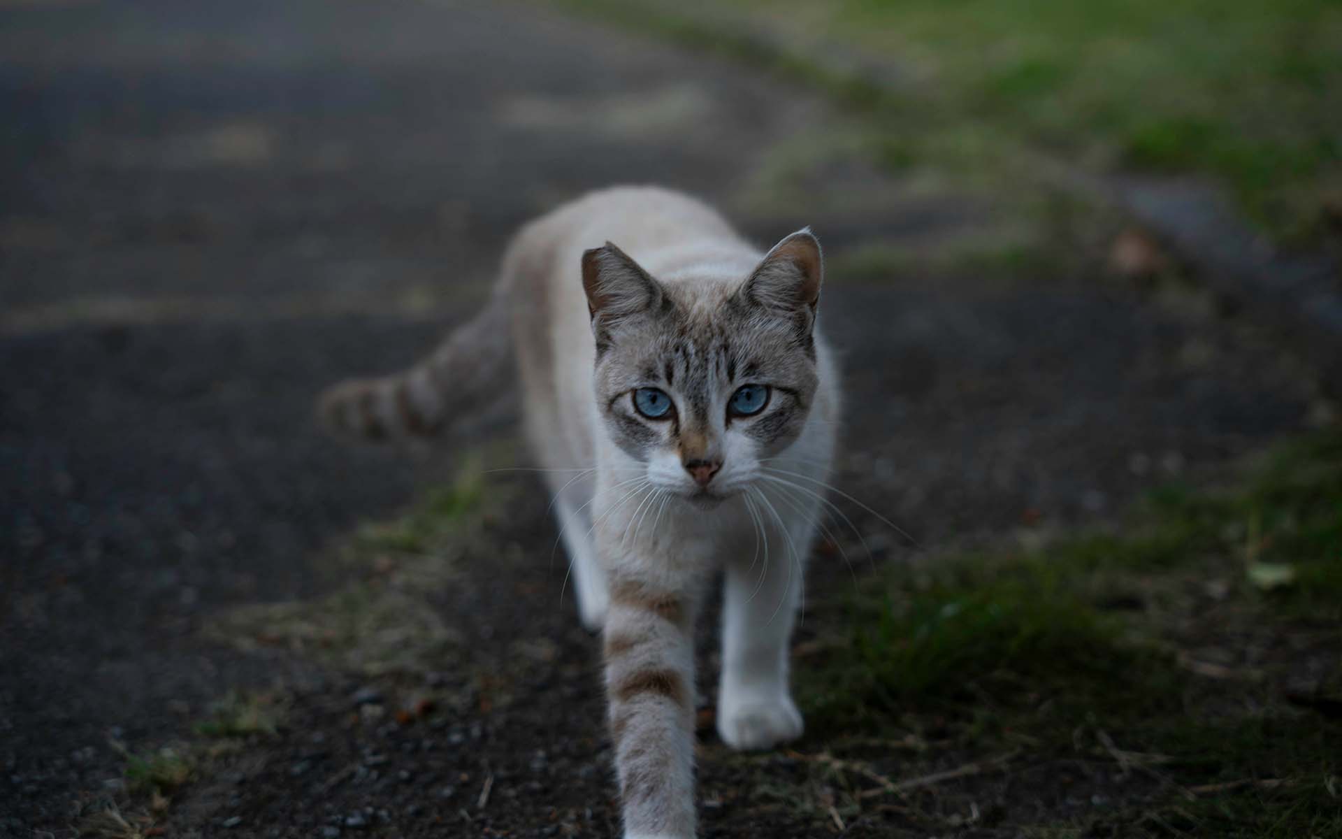 猫の個性と遺伝子との関係性とは？「遺伝」を学んでより良い猫との生活を