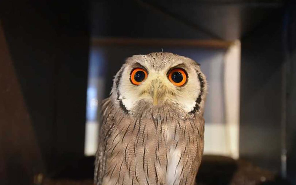中型フクロウの種類
