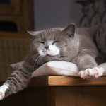 【獣医師監修】猫のいびきから考えられる病気は？いびきの種類と原因