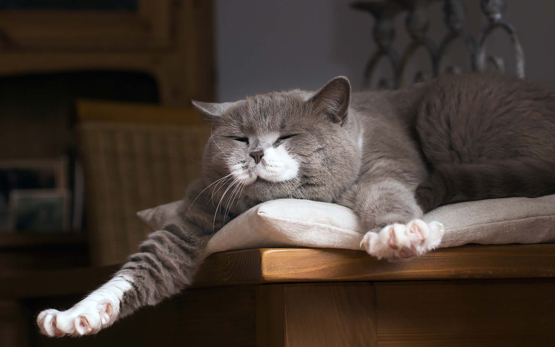 【獣医師監修】猫のいびきから考えられる病気は？いびきの種類と原因