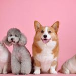 犬は親犬から遺伝する？愛犬との丁寧な暮らしのために知っておきたい遺伝とは