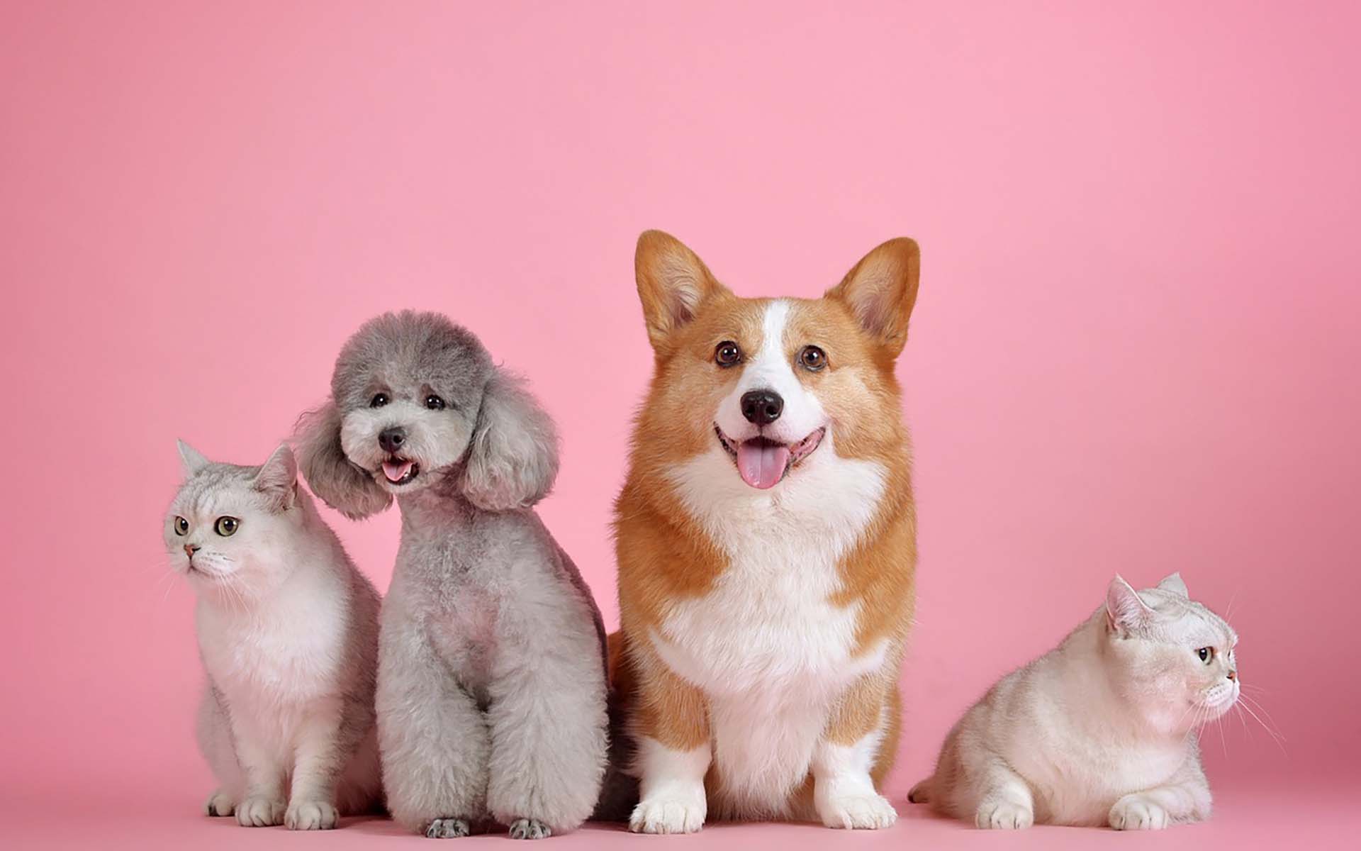 犬は親犬から遺伝する？愛犬との丁寧な暮らしのために知っておきたい遺伝とは