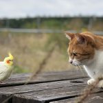 猫とインコは同居できる？一緒に飼う際の対策と注意点とは